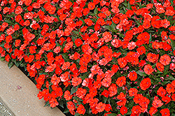 Click to view a full-size photo of SunPatiens® Compact Electric Orange New Guinea Impatiens (Impatiens 'SunPatiens Compact Electric Orange') at Holcomb Garden Center SunPatiens® Compact Electric Orange New Guinea Impatiens (Impatiens 'SunPatiens Compact Electric Orange') at Holcomb Garden Center