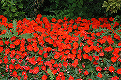 Click to view a full-size photo of SunPatiens® Compact Electric Orange New Guinea Impatiens (Impatiens 'SunPatiens Compact Electric Orange') at Holcomb Garden Center SunPatiens® Compact Electric Orange New Guinea Impatiens (Impatiens 'SunPatiens Compact Electric Orange') at Holcomb Garden Center