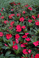 Click to view a full-size photo of SunPatiens® Spreading Carmine Red New Guinea Impatiens (Impatiens 'SunPatiens Spreading Carmine Red') at Holcomb Garden Center SunPatiens® Spreading Carmine Red New Guinea Impatiens (Impatiens 'SunPatiens Spreading Carmine Red') at Holcomb Garden Center